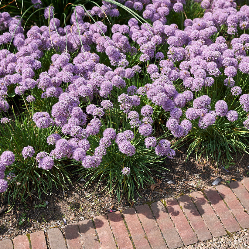 Allium senescens 'Avatar'